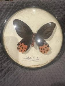 No 3 Atrophaneura Horishanus Butterfly Round Dome Vintage RARE Dawn Swallowtail - Picture 1 of 3