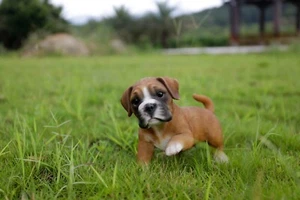Clearance-Boxer Dog Playing Small Garden Statue Garden Yard Decor For Dog Lover - Picture 1 of 8