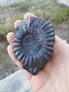 Ammonite Prolyelliceras du Perou 72x59mm amonite lyelliceras fossile amonite - Picture 1 of 5