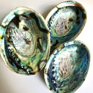 NEW! Natural Rare ABALONE SHELLS LOT OF 3 — Beautiful Collector’s Set 5-6” OOAK - Picture 1 of 12