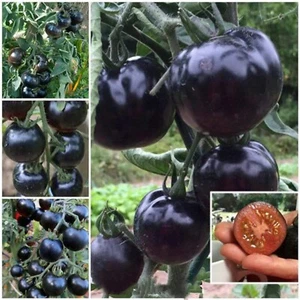 100pcs European Black Cherry Tomato Seeds - Heirloom, Non-GMO, Rich Flavor - Picture 1 of 7