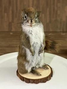 Beautiful Adorable Red Squirrel Small Animal Taxidermy Mount Art Wildlife 14S - Picture 1 of 5
