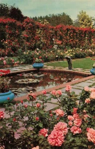 Cartolina Portland OR vintage giglio d'acqua rosa arbor giardini LAMBERT - Foto 1 di 2
