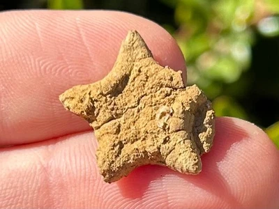 Fósil Estrella de Mar Crateraster texensis Texas Cretácico Pawpaw Formación RARO Foto 1 de 4