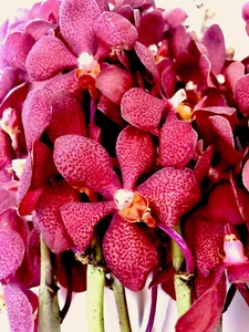 Fresh Deep Red Mokara Cut Orchids Box 5 Bunches - Picture 1 of 5