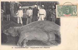 Senegal - Hippopotamus killed in Bigoma, Casamance - Publ. unknown 20 - - Sénéga - Picture 1 of 2