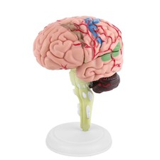 New 4D Disassembled Anatomical Human Brain Model Anatomy Medical Teaching Tool I
