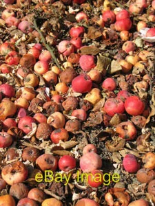 Foto 6x4 Zu sauer zum Essen Finchley Krabben Äpfel verrotten auf dem Boden darunter c2006 - Bild 1 von 1