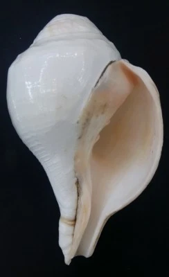 Shankh (Vamavarti Shankh) For Blowing (Sounding) - 6 inches - Image 1 of 3