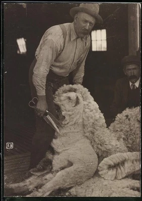 Fotografie Schäfer beim Scheren eines Schaf, Schafschere  - Bild 1 von 2
