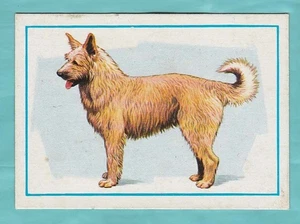 Dogs - Spanish Trade Trading card circa 1977 #12 Berger Picard - Picture 1 of 2