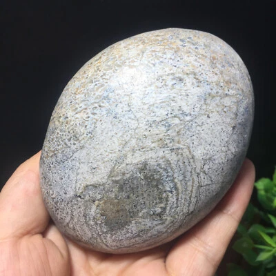 298g  Natural polished bone specimen  Madagascar 15 - Image 1 of 4