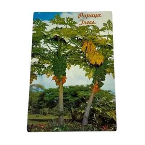 Postal árboles de papaya en Hawaii vintage B234 - Imagen 1 de 2