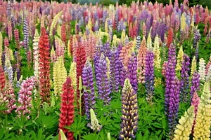 50+LUPINE RUSSELL MIX Seeds Native Wildflower Pollinators Cut Flowers Perennial - Picture 1 of 12