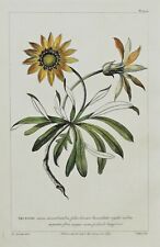 ARCTOTIS, Philip Miller Large Antique hand coloured Botanical Print 1760