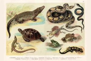 Reptiles Lithograph 1888 Cool Wall Decor Art Print Poster 12x18 - Picture 1 of 3