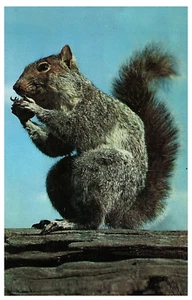 Grey Squirrel on Log Nuts To You Vintage Postcard - Picture 1 of 2