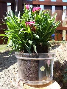 2x Windlicht Glaszylinder Zeitloses Design Pflanztopf Blumen Übertopf - Bild 1 von 6