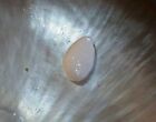 Schmuck WILDPERLE Tridacna Plattenepithel 13,2 mm tränenförmig 