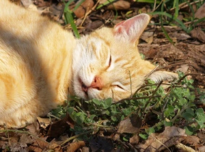 Herbe à chat * 100 graines * - Photo 1/2