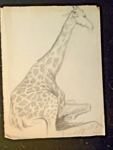 T13-79376 Orig Giraffe "Annie" pencil drawing Jessie Cheney Fairbanks Boston - Picture 1 of 1