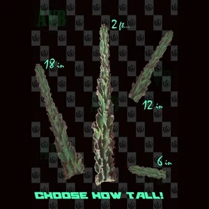 Fully Monstrose Peruvian Apple Cactus ✿ Top Cutting ✿ CHOOSE HOW TALL!! - Picture 1 of 6