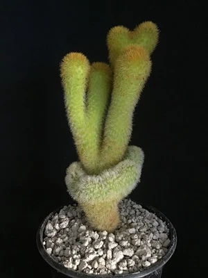 Cactus crestado Cleistocactus Parapatensis Foto 1 de 4