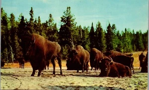 Vintage MT Postcard Bison Lower Geyser Basin Buffalo Yellowstone Haynes MT - Picture 1 of 3