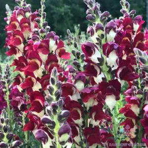 1000+ Snappy Night And Day Snapdragon Seeds for Garden - USA - FREE SHIPPING! - Picture 1 of 1
