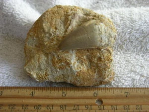 Dinosaur fossil teeth with bone Mosasaurus in Matrix FD76 - Picture 1 of 1