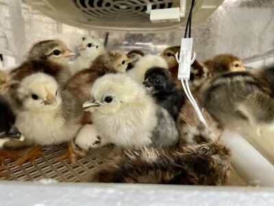 6 Fresh and Fertilized Barnyard Mix Free Range Chicken Hatching Eggs