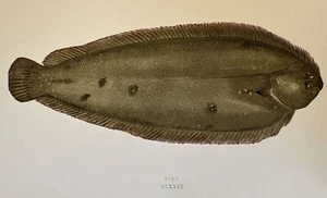 Sole Commune Soleil Jonathan Couch 1865 Poissons Ittiologia Cuisine Recettes - Picture 1 of 2
