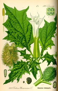 Stechapfel Datura stramonium Hexenkraut Schamanenpflanze Zauberpflanze 10 Samen - Bild 1 von 3