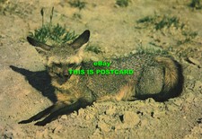 L199989 African Wild Life. Bat Eared Fox. Sapra Studio