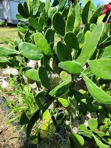 Spineless Cactus Pads 5+ lbs tortoise /reptile Food. - Picture 1 of 3