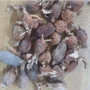 Alligator Pepper x5 Pods - Authentic Hot and Spicy seeds Atare Ose Oji (Nigeria) - Picture 1 of 1