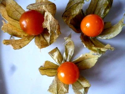 ~Physalis~ Kappstachelbeere essbar 30 Samen ~ zuckersüssssssssssss - Bild 1 von 3