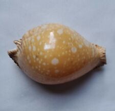 Cypraea Guttata Cowrie Seashell - 66mm - Nice Cowry Shell - CW48 Philippines