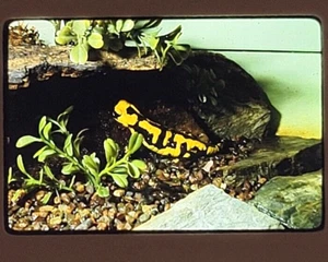 1980s Fire Salamander Hanging Out Somewhere in Europe Kodak 35mm Photo Slide - Picture 1 of 4