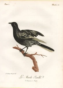 mirlo blackbird Africa aves bird grabado en color grabado Levaillant 1799 338853 - Imagen 1 de 1