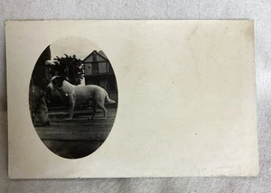 Vintage real photo postcard of pet dog antique RPPC - Bild 1 von 2