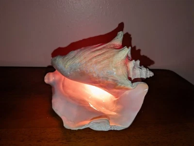 Vintage Pink Large Conch Shell Lamp Seashell Beach Decor Shabby Chic Night Light - Image 1 of 4