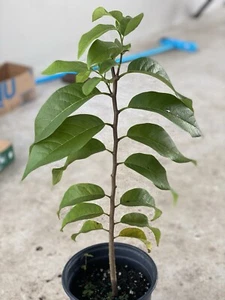 Red Custard Apple(Annona Squamosa) Anon Tropical Live Fruit Tree(10in To 24in) - Picture 1 of 7