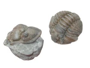 Ordovician Trilobite fossil Flexicalymene meeki Maysville Group Ohio lot #15 - Picture 1 of 11