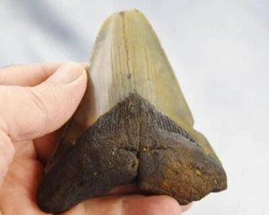 Megalodon Shark Teeth XLG Real FOSSIL 5 - 24 million year old 97mm 3.9" 638dd - Picture 1 of 11