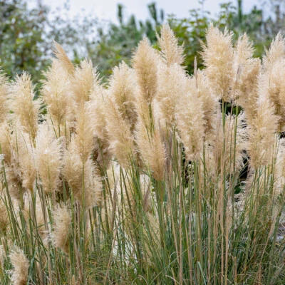 Ornamental Grass Plant, Pampas Cortaderia selloana, hardy, feathery, 9cm pot - Image 1 of 4