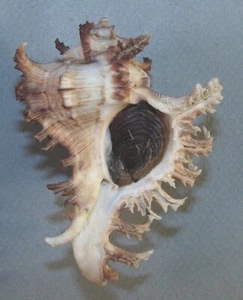 MUREX RAMOSUS 76.31mm SUPER CHOICE RARE SPECIMEN Sinai, Gulf of Aqaba, Egypt - Picture 1 of 2