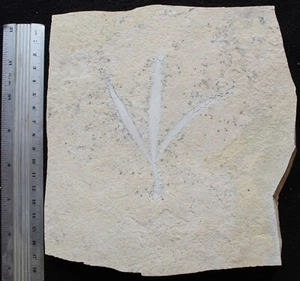 Sapindopsis 123 Good Preservation with Zero Repairs - Cretaceous Fossils Lebanon - Picture 1 of 2