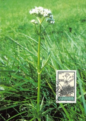 Maximum Card FDC LIECHTENSTEIN Medicinal Plants 1995 MK 135 n4 - Image 1 of 2