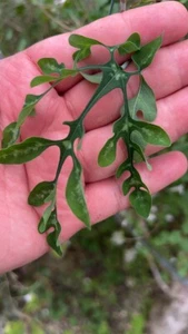 Adenia perrieri, Very Rare Succulent/Caudex/Bonsai 23/01/2025 - Picture 1 of 3